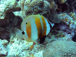 Image of Coralfish