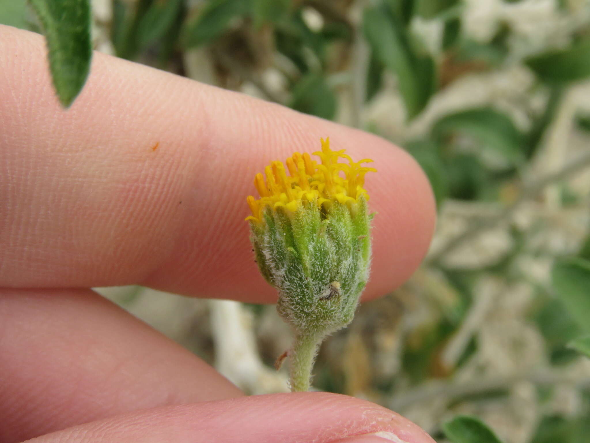 Sivun Encelia frutescens (A. Gray) A. Gray kuva