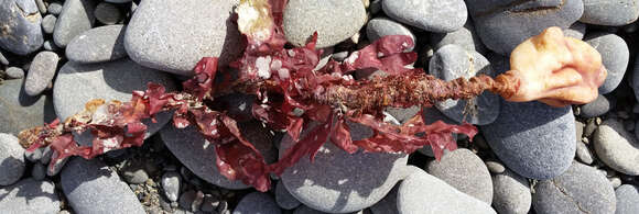 Image of New Zealand sea tulip