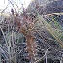 Image of Ceropegia dimorpha Humbert