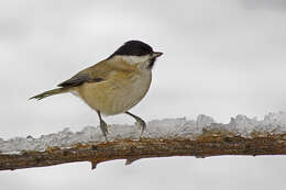 Image of Poecile palustris italicus (Tschusi & Hellmayr 1900)