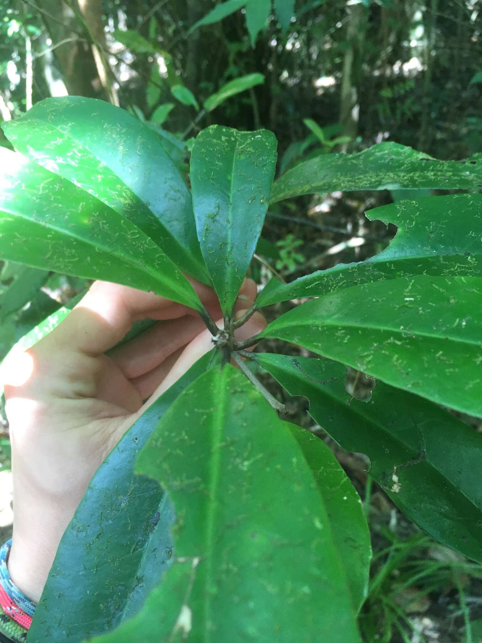 Image of Symplocos cochinchinensis (Lour.) Moore