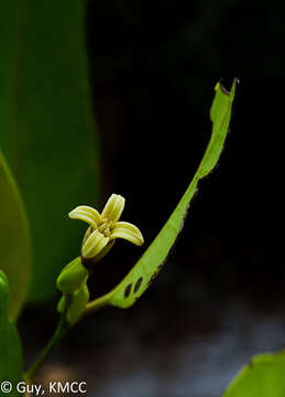 Image de Dicoryphe stipulacea Jaume St.-Hil.