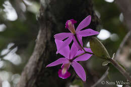 Image of Violet Cattleya