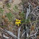 Image of Rhynchosia ferulifolia Harv.