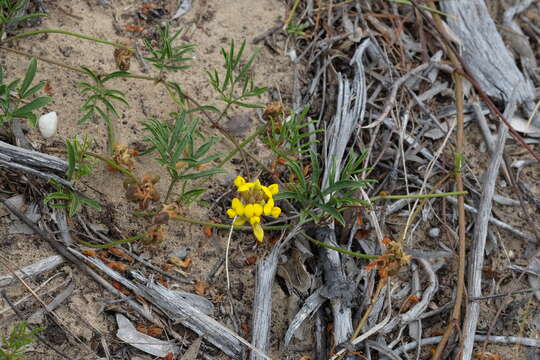 Image de Rhynchosia ferulifolia Harv.