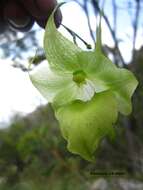 Imagem de Aeranthes ramosa Rolfe