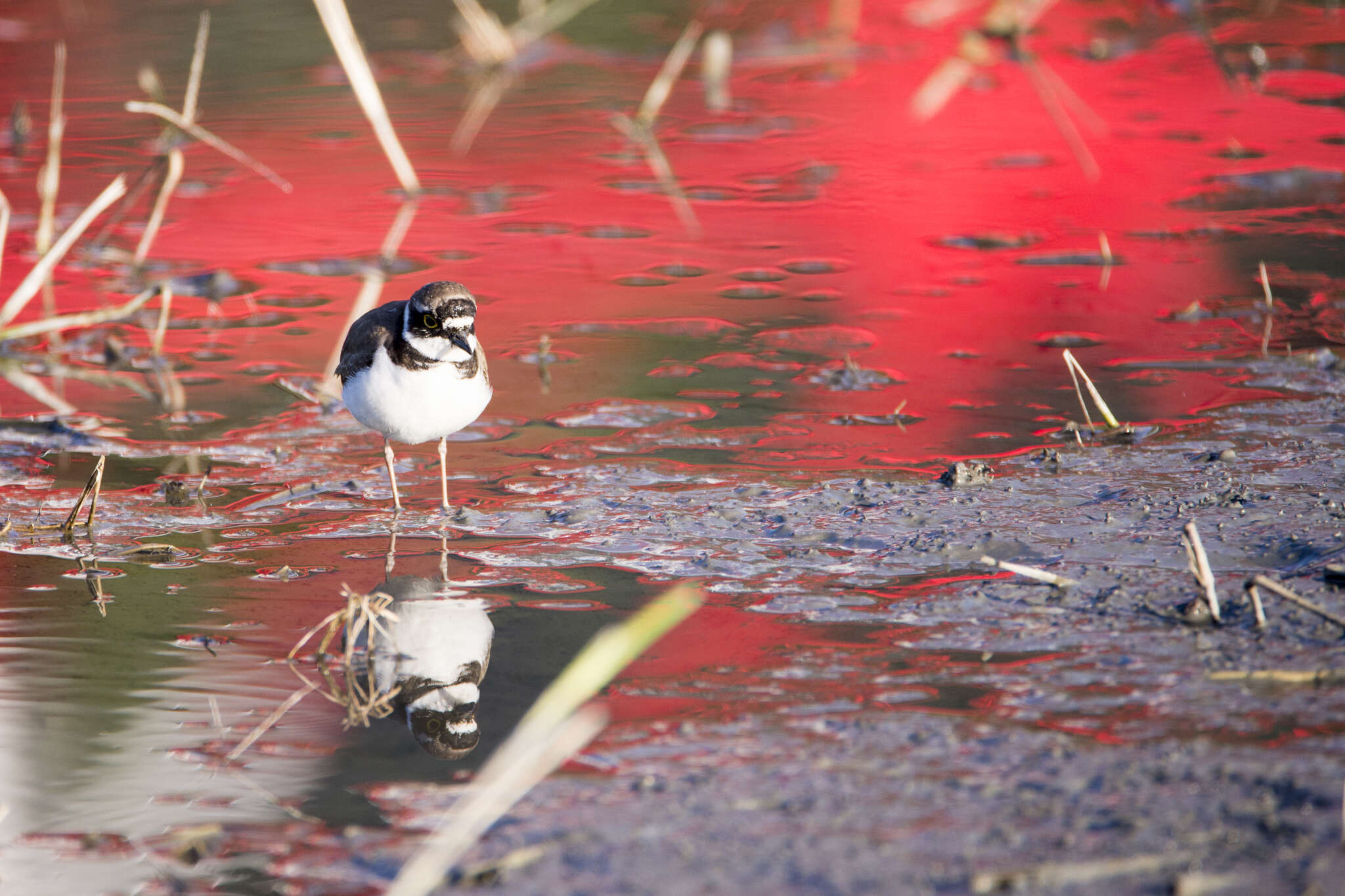 Image de Charadrius dubius curonicus Gmelin & JF 1789