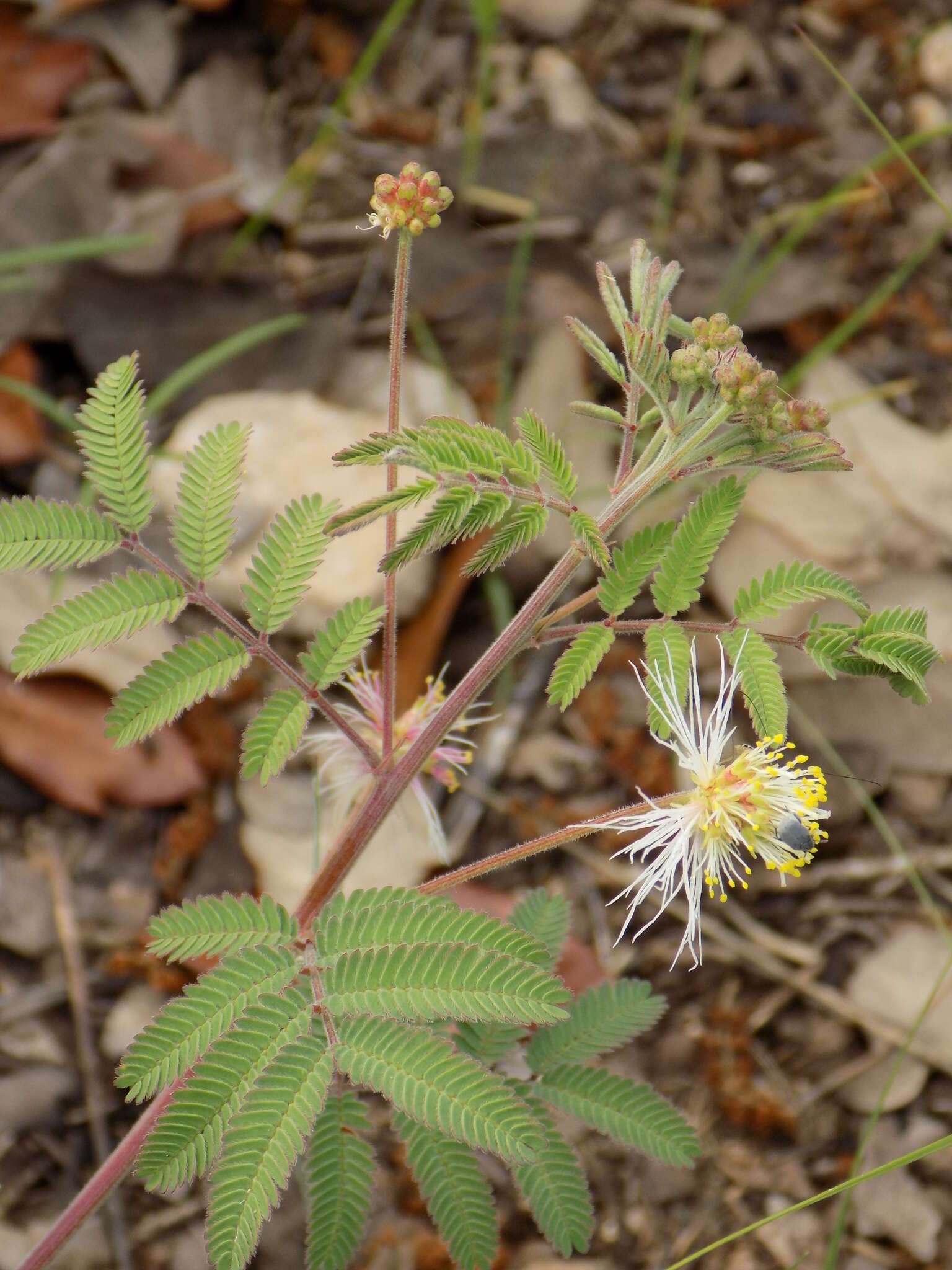 Desmanthus velutinus Scheele resmi