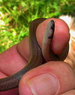 Image of Black-headed Centipede Eater