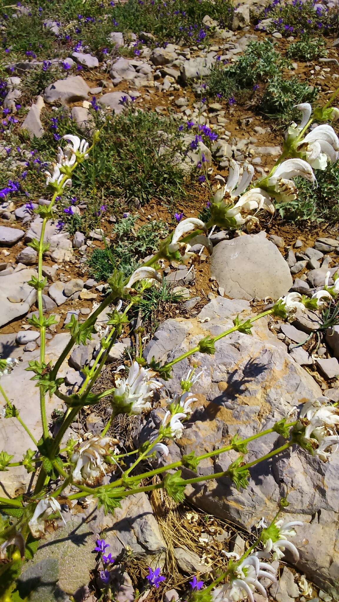 Imagem de Salvia microstegia Boiss. & Balansa