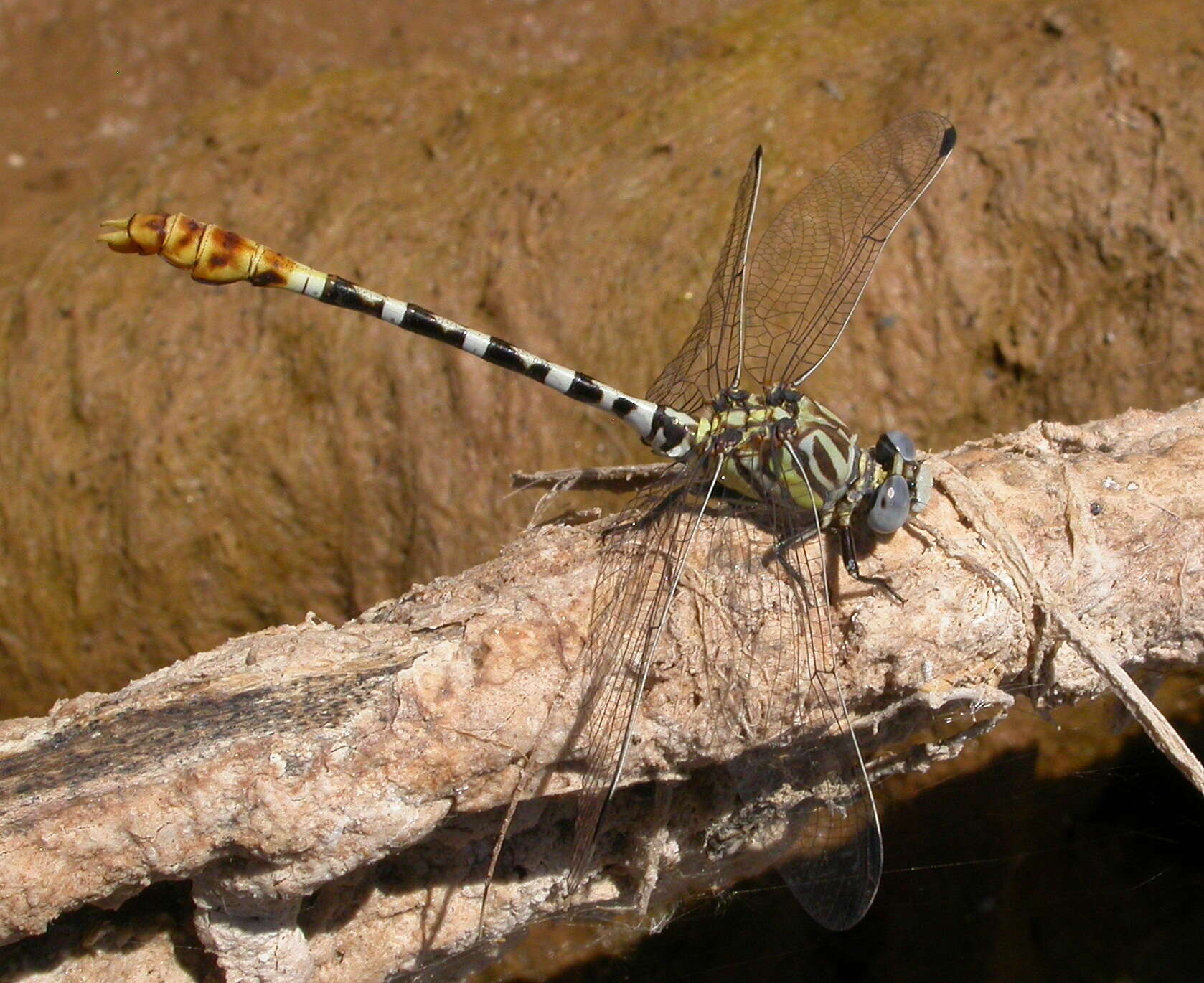 Imagem de Erpetogomphus compositus Hagen ex Selys 1858