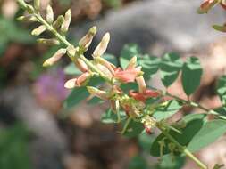 Indigofera sphaerocarpa A. Gray的圖片