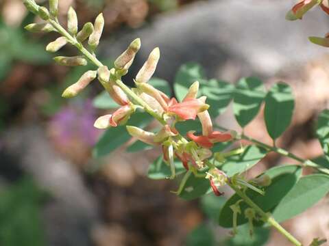 Indigofera sphaerocarpa A. Gray的圖片