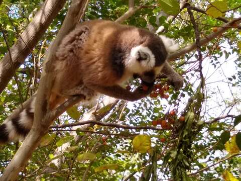 Слика од Lemur Linnaeus 1758