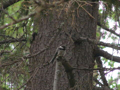 صورة Poecile cinctus lapponicus (Lundahl 1848)