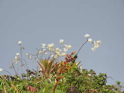 Plancia ëd Epidendrum patens Sw.