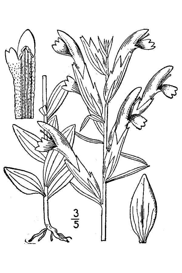 Image of chaffseed