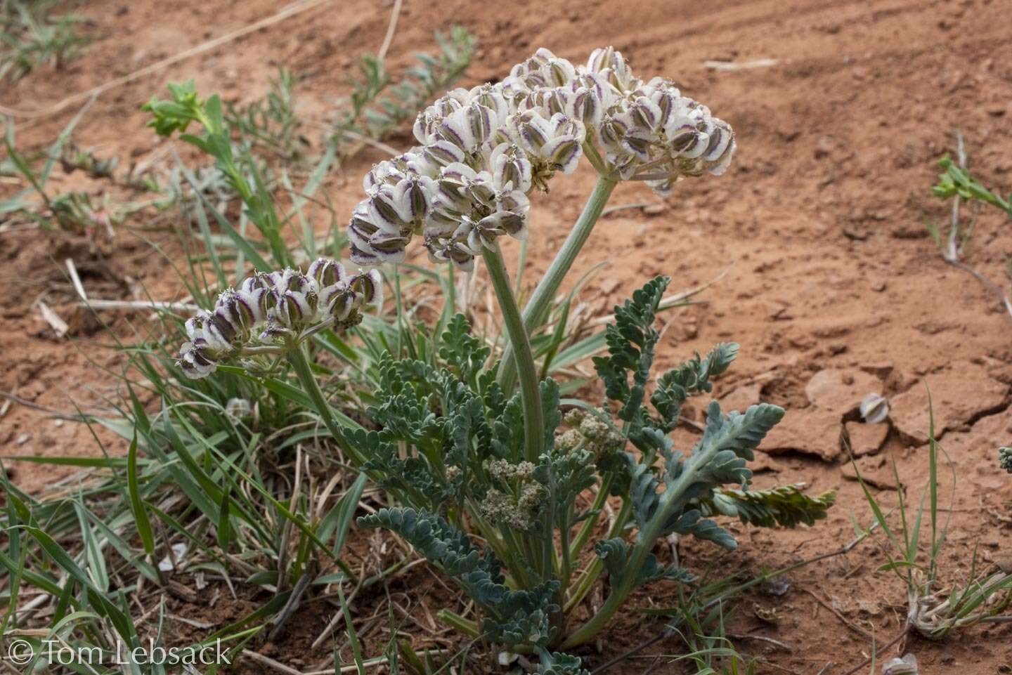 Image of bigroot springparsley