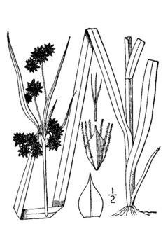 Image of green bulrush