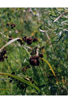 Image of green bulrush