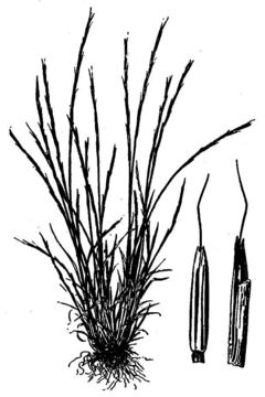 Image of Scribner's grass