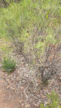 Image of Senna artemisioides subsp. zygophylla