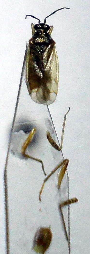 Dicyphus globulifer (Fallen 1829)的圖片