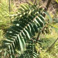 Image of Calliandra houstoniana var. anomala (Kunth) Barneby