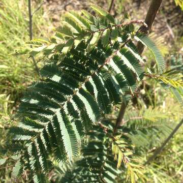 Image de Calliandra houstoniana var. anomala (Kunth) Barneby