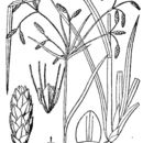 Image of spreading bulrush