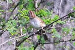Image of Stripe-capped and Tumbes Sparrows