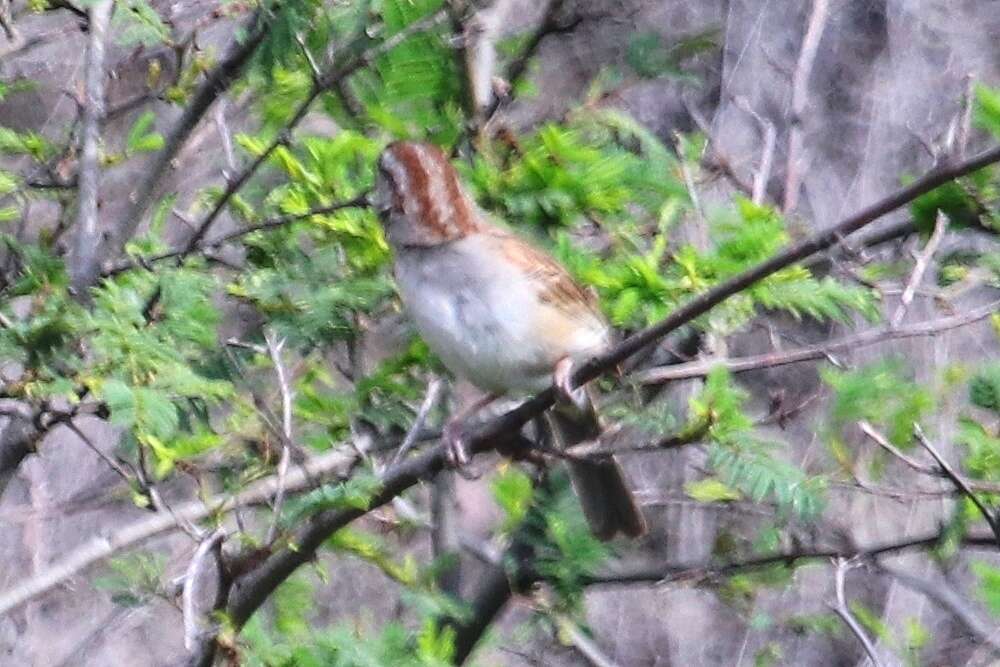 Image of Stripe-capped and Tumbes Sparrows