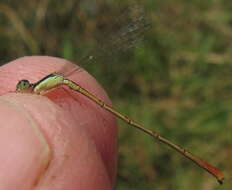 Image of Agriocnemis exilis Selys 1872