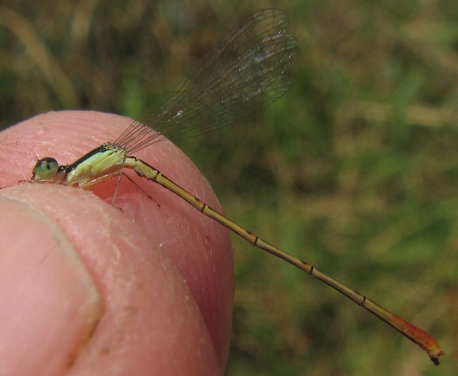 Image of Agriocnemis exilis Selys 1872