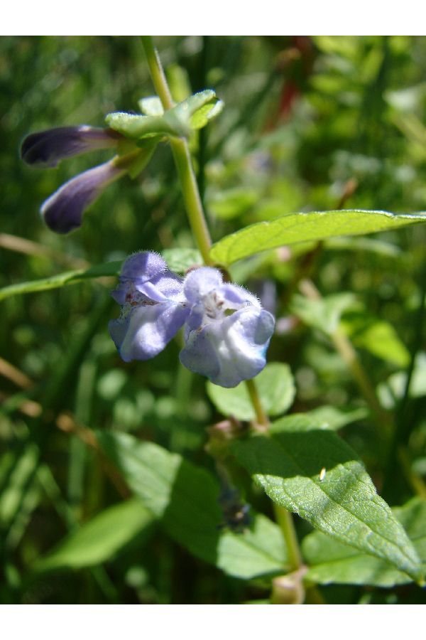 Scutellaria galericulata (rights holder: )