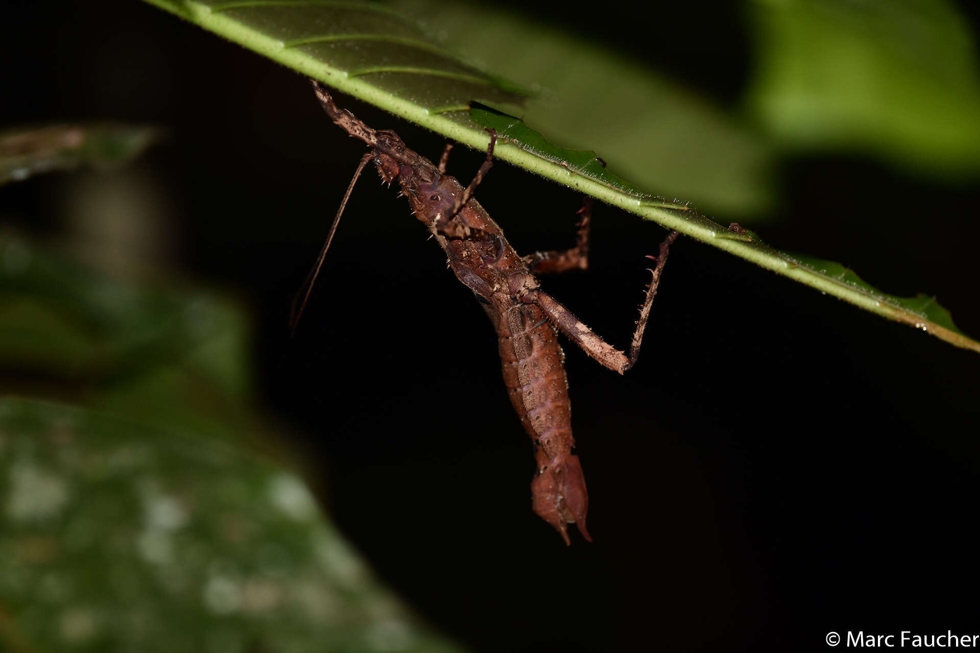 Image of Haaniella echinata (Redtenbacher 1906)