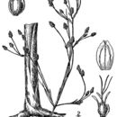 Image of slender bulrush