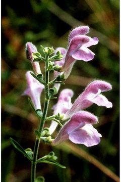 Image of helmet flower