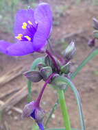 Слика од Tradescantia ohiensis Raf.