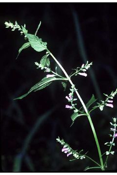 Image of blue skullcap