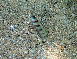 Image of Steinitz' prawn goby