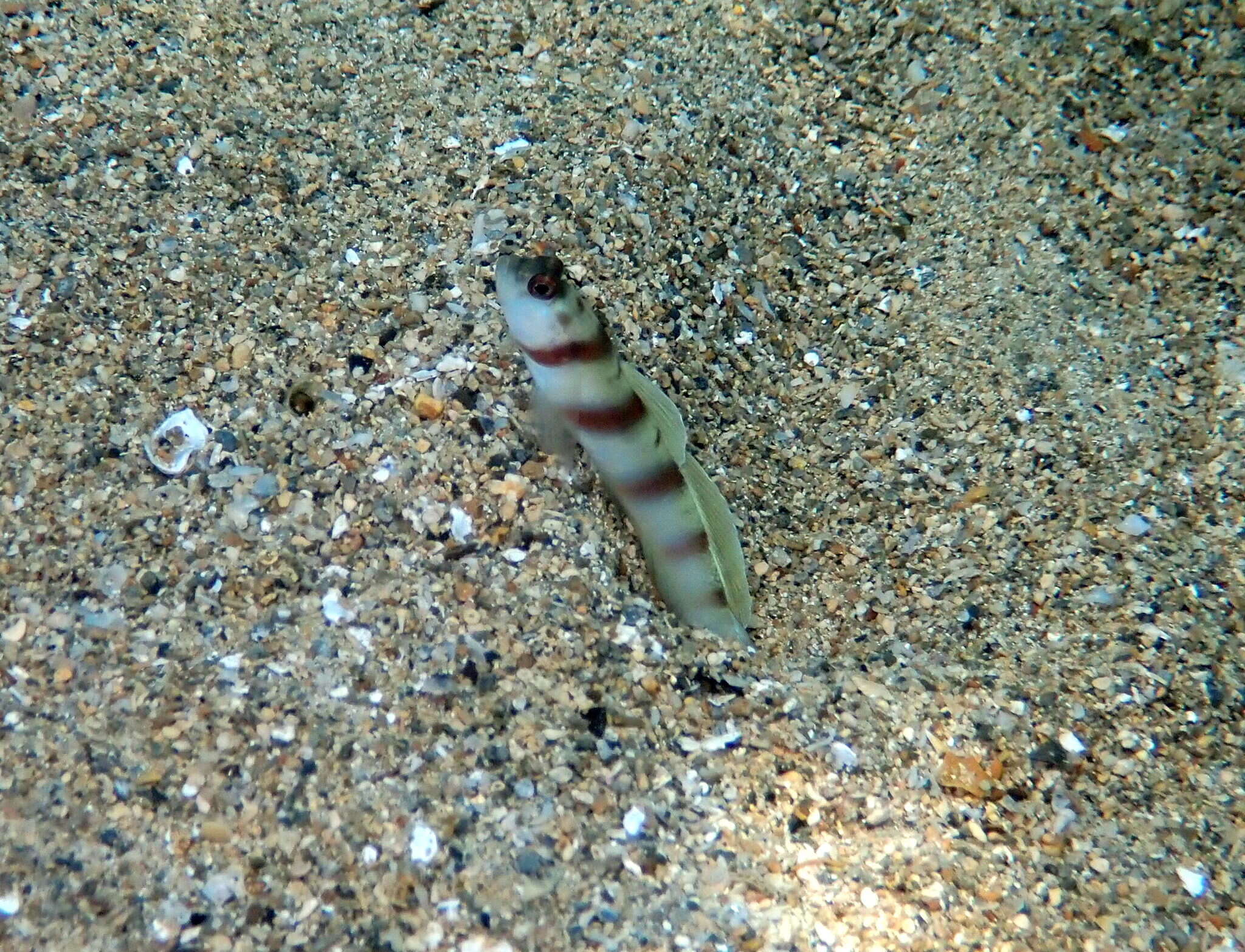 Image of Steinitz' prawn goby