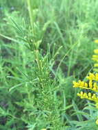 Image of purple prairie clover