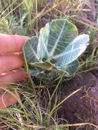 Asclepias nummularia Torr. resmi