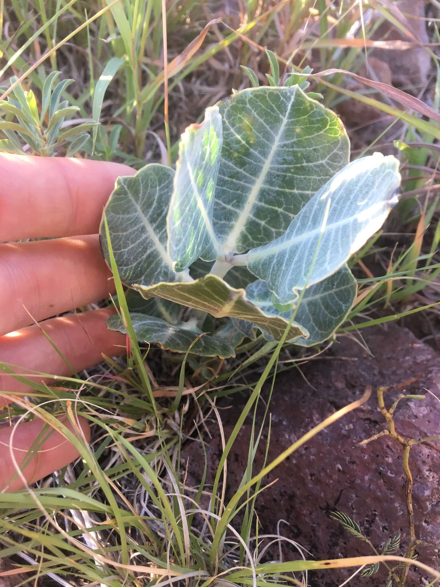 Asclepias nummularia Torr. resmi