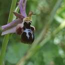 Слика од Ophrys reinholdii subsp. straussii (H. Fleischm.) E. Nelson