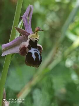 Слика од Ophrys reinholdii subsp. straussii (H. Fleischm.) E. Nelson