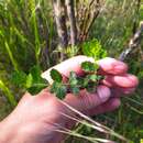 Image of Aloysia chamaedryfolia Cham.