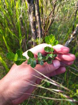 Image of Aloysia chamaedryfolia Cham.